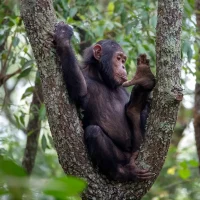 Chimp -Gombe