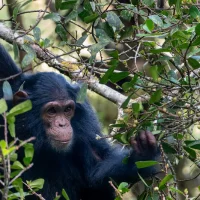 Chimp - Nyungwe