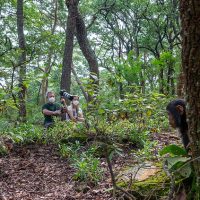 Chimp trekking Gombe