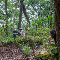 Chimp trekking Gombe