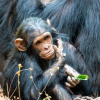 Chimps - Gombe