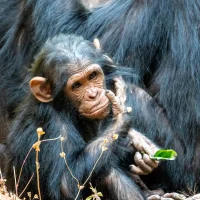 Chimps - Gombe