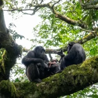 Chimps-Kibale-Uganda