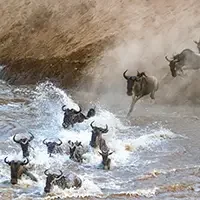 great migration safaris