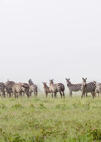 Zebra on safari in Kenya. Kenya Safaris