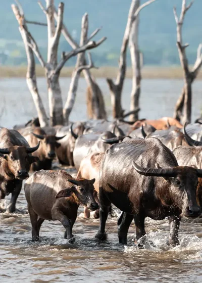 Kenya safaris often include buffalo sittings in many of Kenya's National Parks