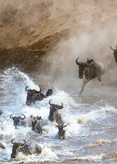 Wildebeest crossing the Mara River on a Kenya Safaris
