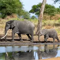 Elephants on Tanzania safaris