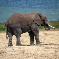 Elephants on Safaris Tanzania
