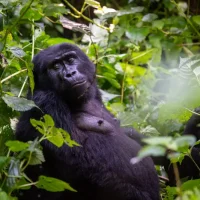 Gorilla trekking safari in East Africa