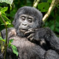 Gorilla Uganda
