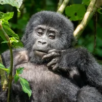Mother Gorilla eating while Gorilla trekking in Rwanda