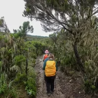 walking through the forest on the way up to the summit of mount kilimanjaro