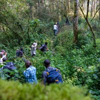 Trekking with gorillas -Uganda