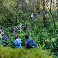 One of the most unique experiences to have in your life. See mountain gorillas in the wild.