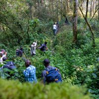 History of gorilla trekking