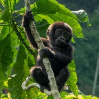 Gorilla trekking in Uganda with baby gorillas in the wild