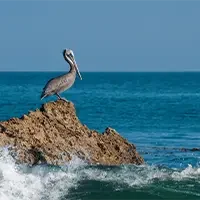 beautiful-shot-gray-pelican-resting-rock-with-sea-waves-hitting-rock