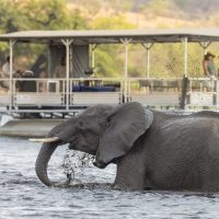 botswana-elephant-chobe-river-cruise-1-1-md