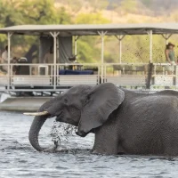 botswana-elephant-chobe-river-cruise-1-1-md