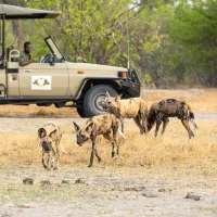 botswana-wilddogs-safari-1-1-md