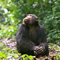 chimpanzee-tanzania-gombe-stream-np