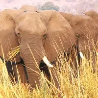 Top Namibia Safaris and Tours 6 elephants namibia safaris