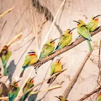 Top Namibia Safaris and Tours 5 rainbow bee-easters on safari in namibia