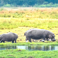 chobe_river_front_namibia-shutterstock-768370801