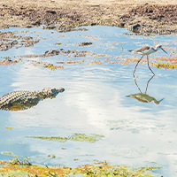 chobe_river_front_namibia-shutterstock-768381226