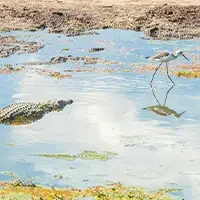 Top Namibia Safaris and Tours 7 crocodiles namibia safari tour