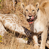 closeup-lioness-licking-her-face-after-hunting-her-prey