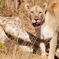 closeup-lioness-licking-her-face-after-hunting-her-prey