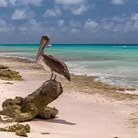 closeup-shot-cute-brown-pelican-standing-tree-root-beach-bonaire-carribean