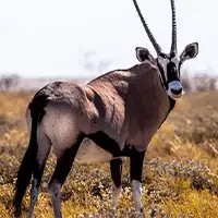 Top Namibia Safaris and Tours 10 Oryx in Namibia on safaris