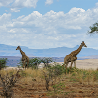 giraffes-african-landscape