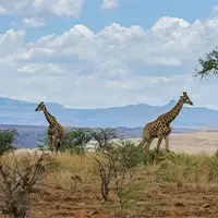 giraffes-african-landscape