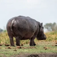hippo-botswana-safari-1-1-md