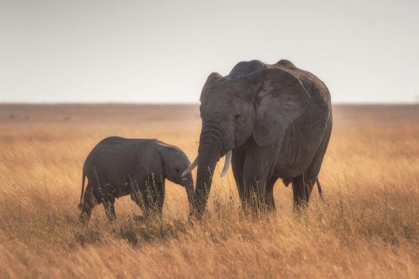 Top 10 Best African Safari Parks & Destinations 4 Elephant in the Serengeti