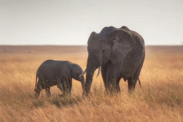 Elephant in the Serengeti