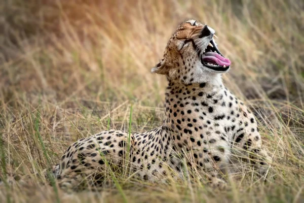 Cheetah in the Serengeti