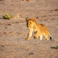 lion-cub-running-botswana-1-1-md