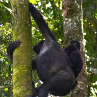 mountain-gorilla-mother-and-baby-uganda-5-7-mg