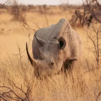 Top Namibia Safaris and Tours 12 rhino on etosha np in namibia. namibia safaris are incredible!