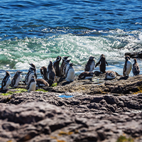 penguin