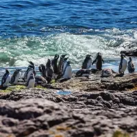 penguin