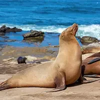 seal-shore-ocean