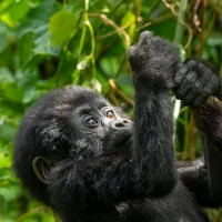 Things you need to know about Gorilla Trekking