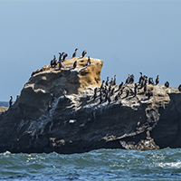 wavy-sea-black-red-legged-cormorant-birds-rocky-hill