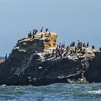 wavy-sea-black-red-legged-cormorant-birds-rocky-hill